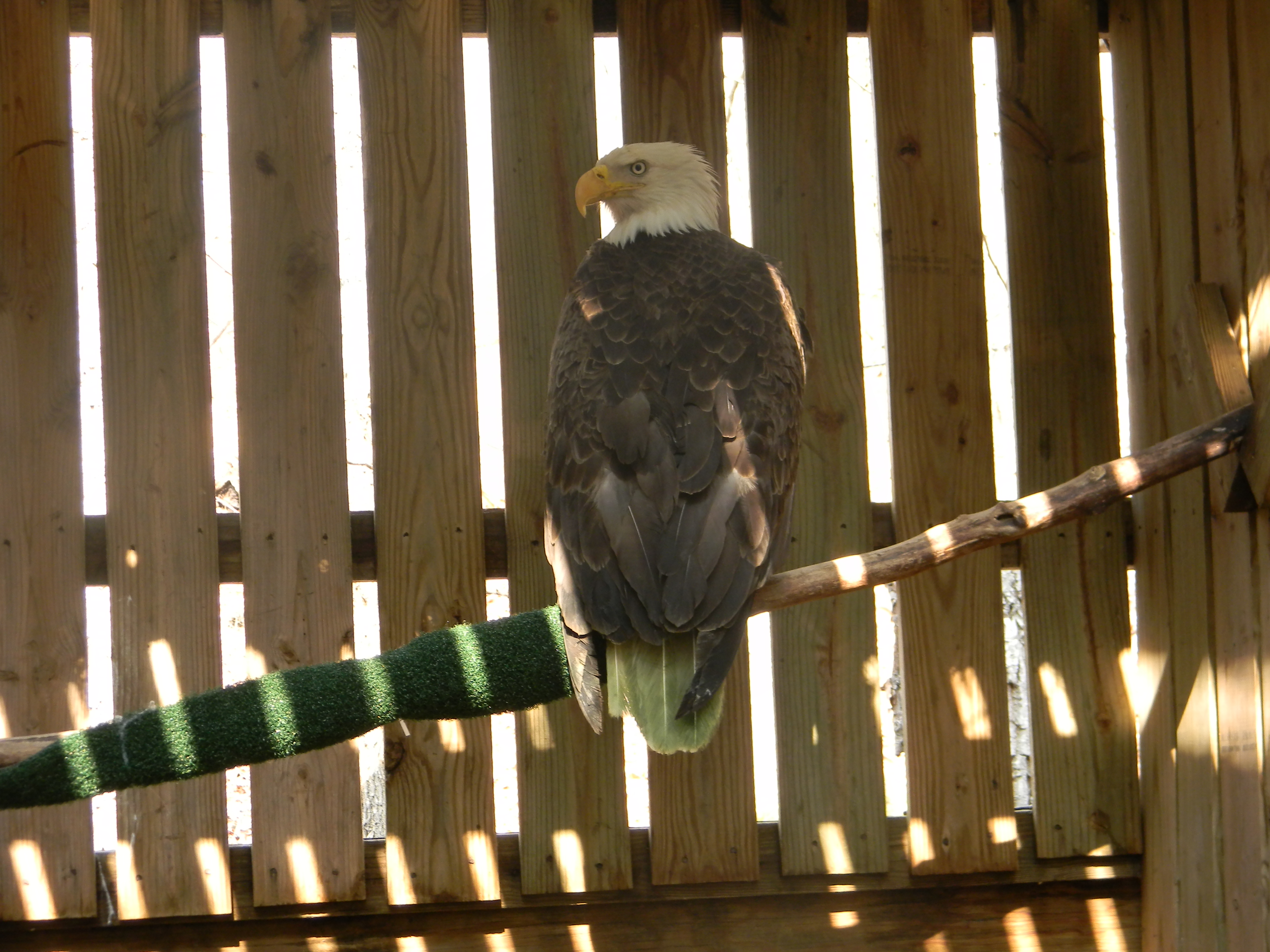 Bald eagle